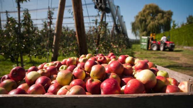 Panier de pommes et paysage